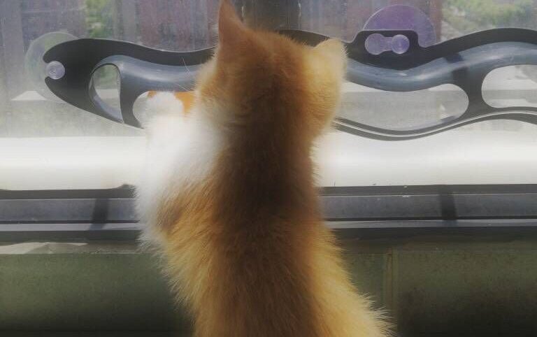 Windowsill Track Ball Toy for Cats - RM